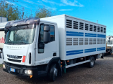 Iveco Eurocargo 80E22 cassa trasporto animali vivi